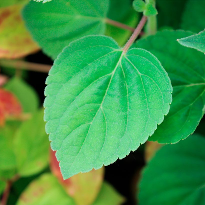 Salvia elegans Golden Delicious - Ananassalie (Blad)