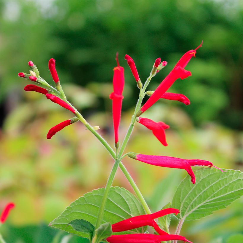 Salvia elegans Golden Delicious - Ananassalie (Bloei)