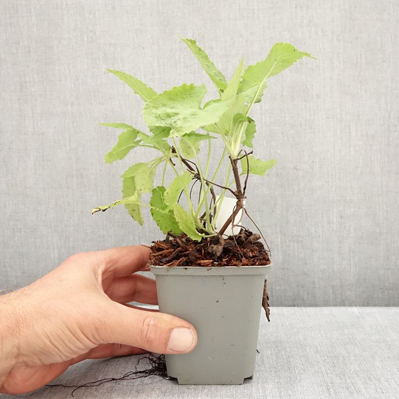 Exemplaar van Salvia glutinosa - Kleverige salie Kweekpotje van 8/9 cm zoals geleverd in de herfst