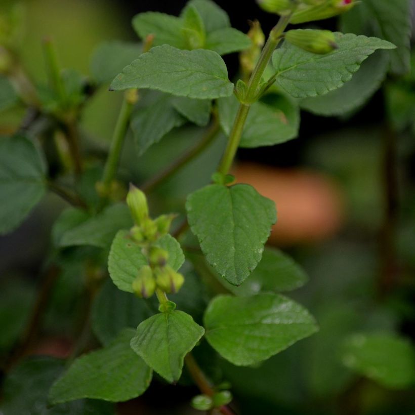 Salvia microphylla Hot Lips - Struiksalie (Blad)