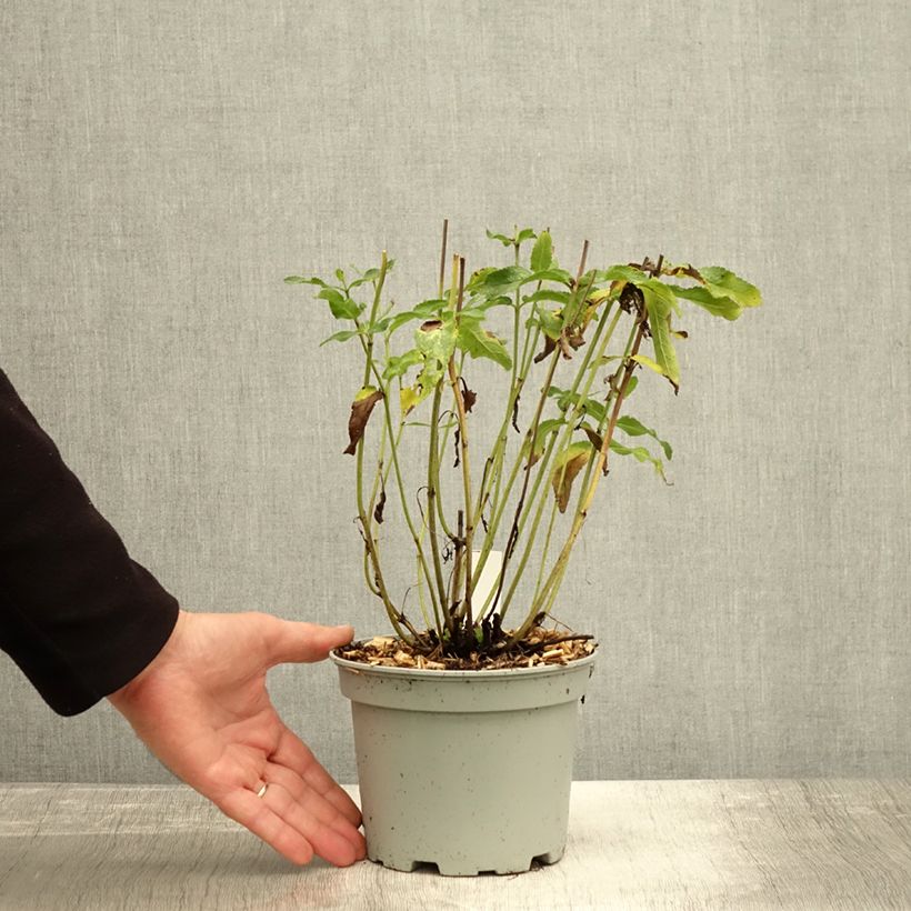 Exemplaar van Salvia nemorosa Amethyst - Bossalie Pot van 2 l/3 l zoals geleverd in de herfst