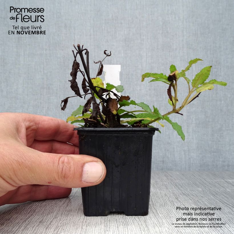 Exemplaar van Salvia nemorosa Blauhügel - Bossalie Kweekpotje van 8/9 cm zoals geleverd in de herfst
