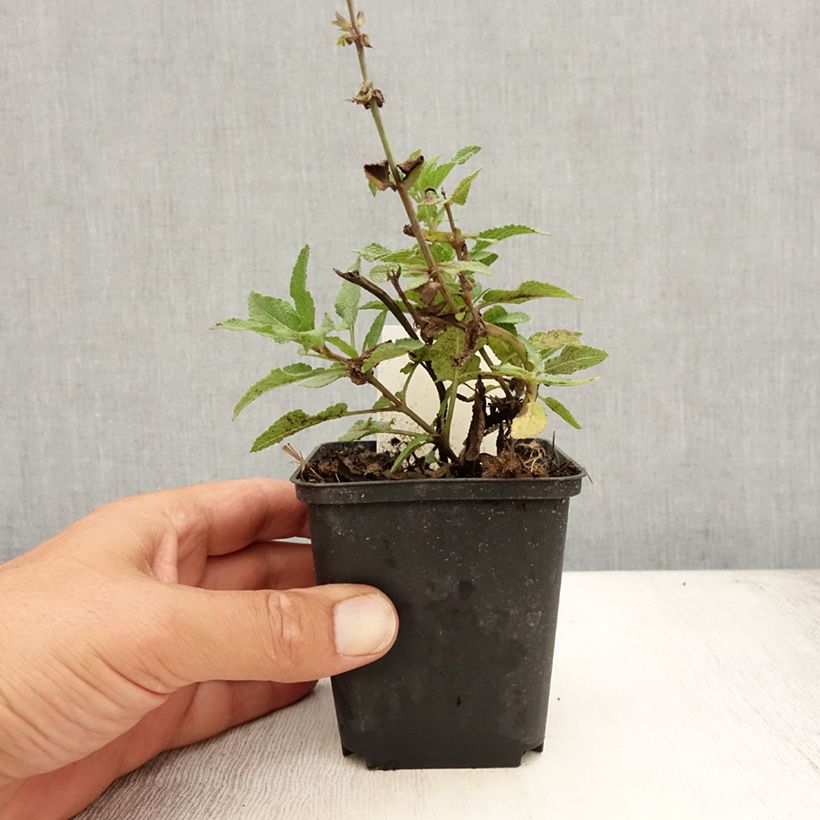 Exemplaar van Salvia nemorosa Blauhügel - Bossalie Kweekpotje van 8/9 cm zoals geleverd in de zomer
