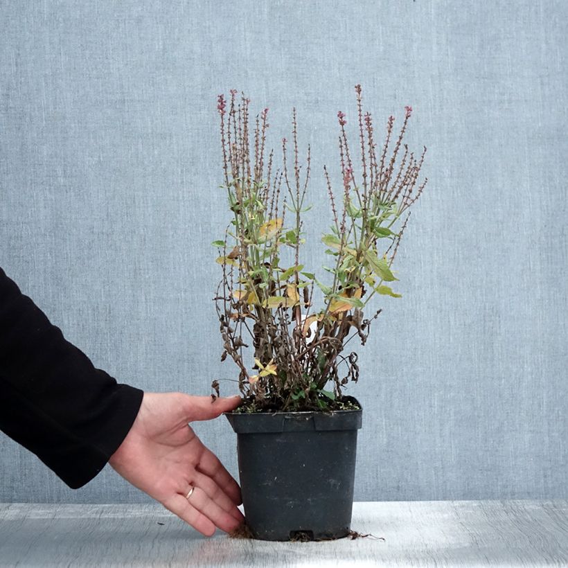 Exemplaar van Salvia nemorosa Blauhügel - Bossalie Pot van 2 l/3 l zoals geleverd in de herfst