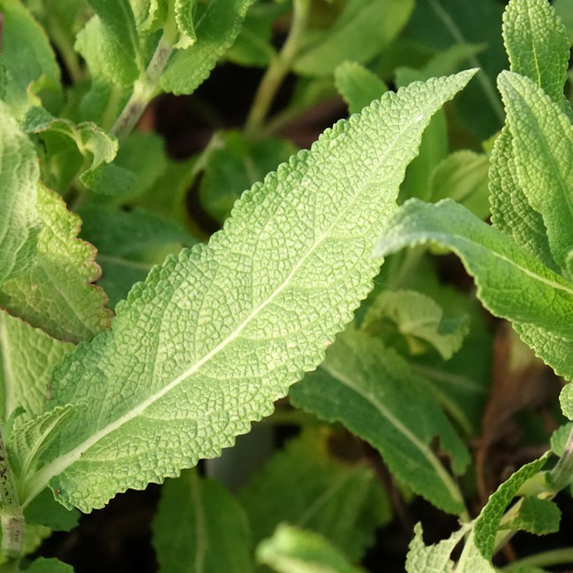 Salvia nemorosa Caradonna Pink - Bossalie (Blad)