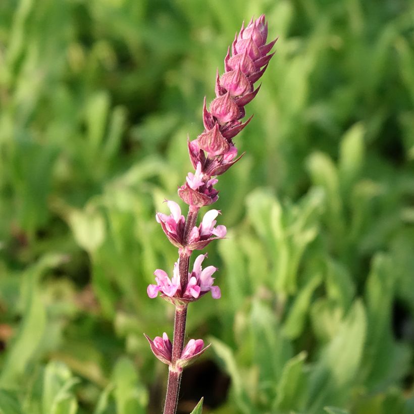 Salvia nemorosa Caradonna Pink - Bossalie (Bloei)