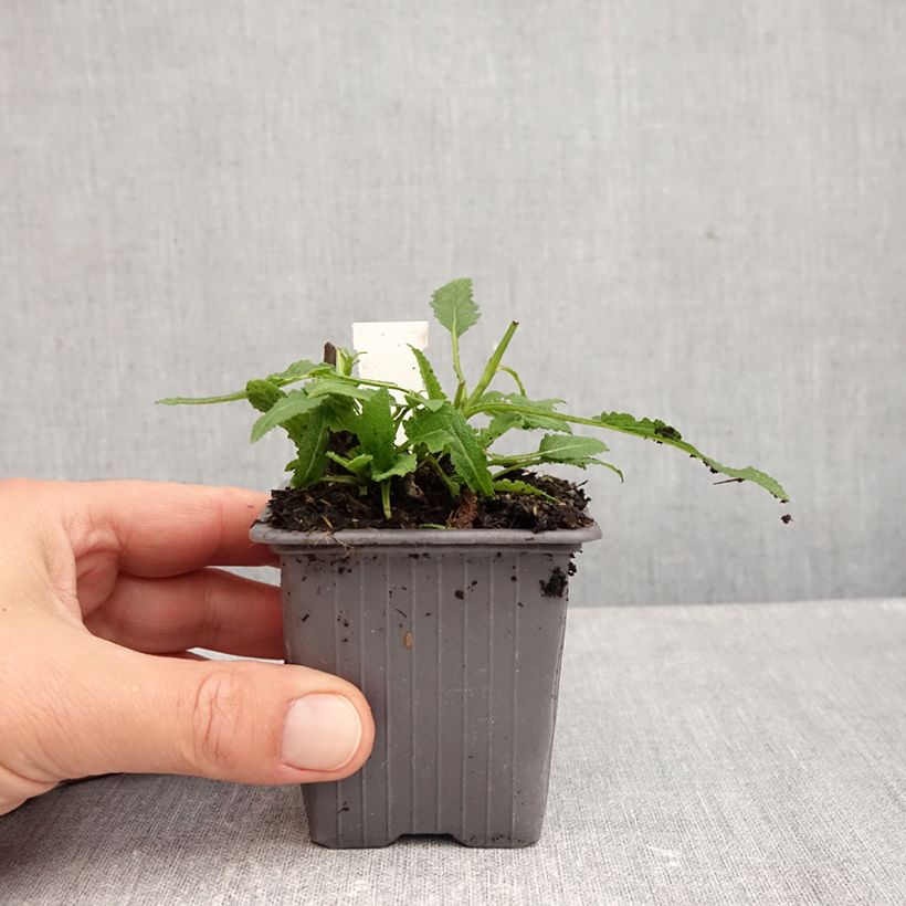 Exemplaar van Salvia nemorosa Caradonna Pink - Bossalie Kweekpotje van 8/9 cm zoals geleverd in de herfst