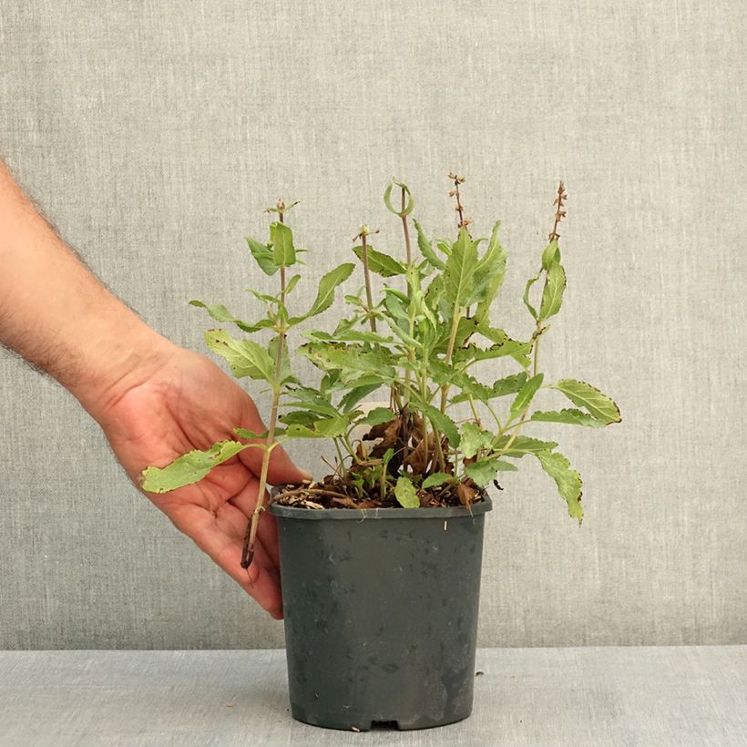 Exemplaar van Salvia nemorosa Caradonna Pink - Bossalie Pot van 2 l/3 l zoals geleverd in de zomer