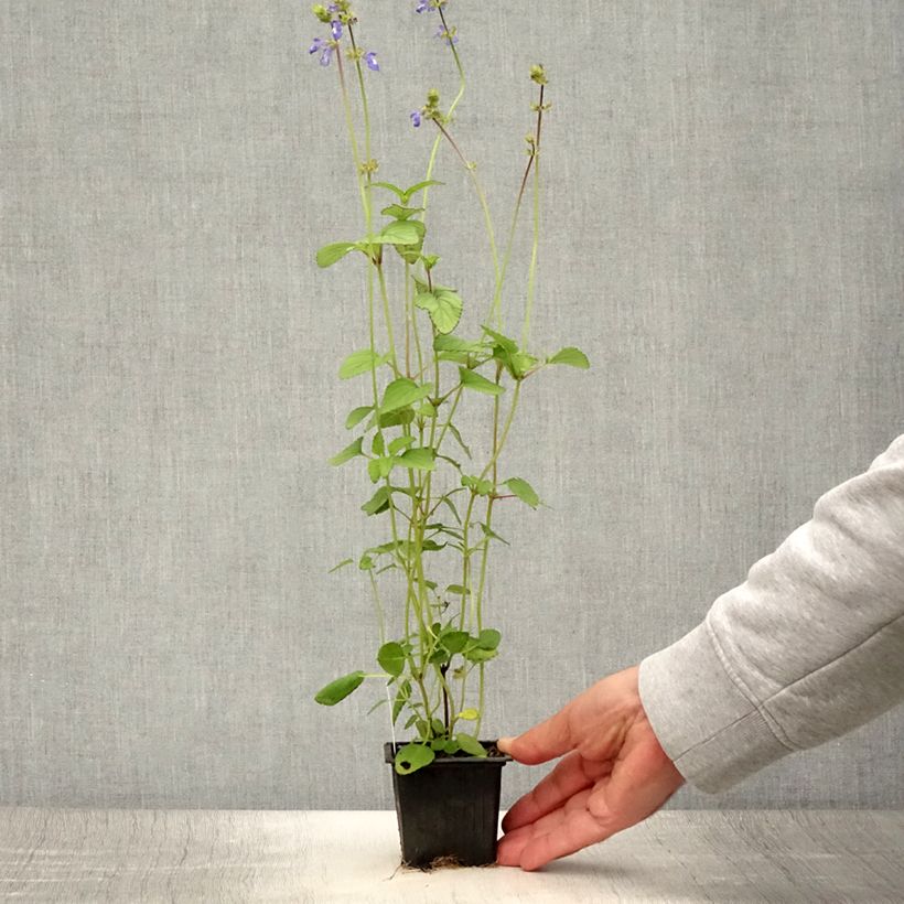Exemplaar van Salvia setulosa - Siersalie Kweekpotje van 8/9 cm zoals geleverd in de zomer