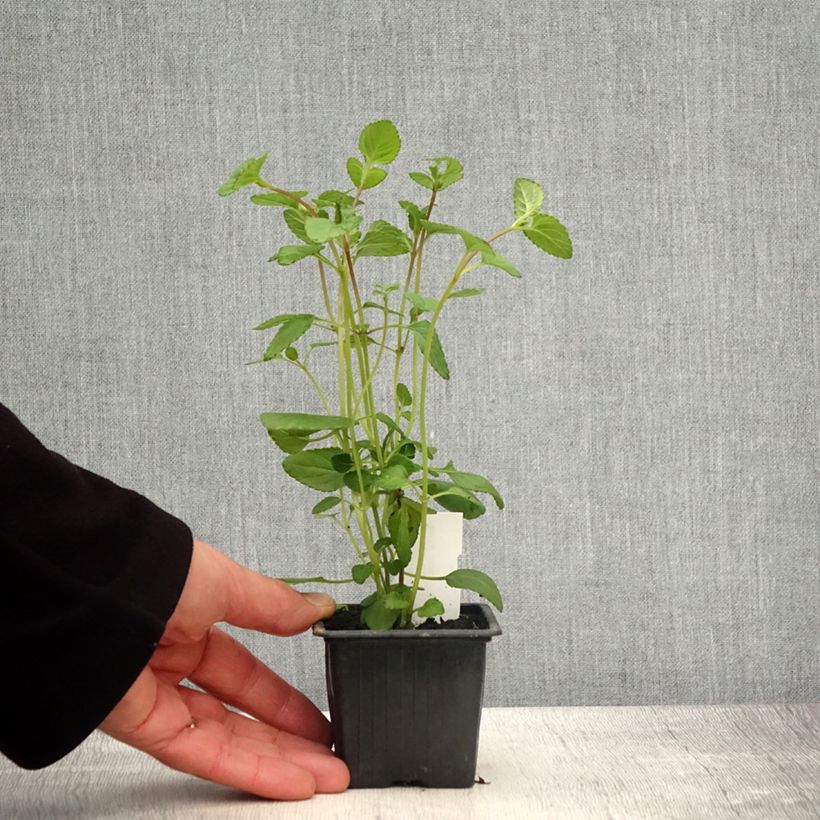 Exemplaar van Salvia setulosa - Siersalie Kweekpotje van 8/9 cm zoals geleverd in de lente
