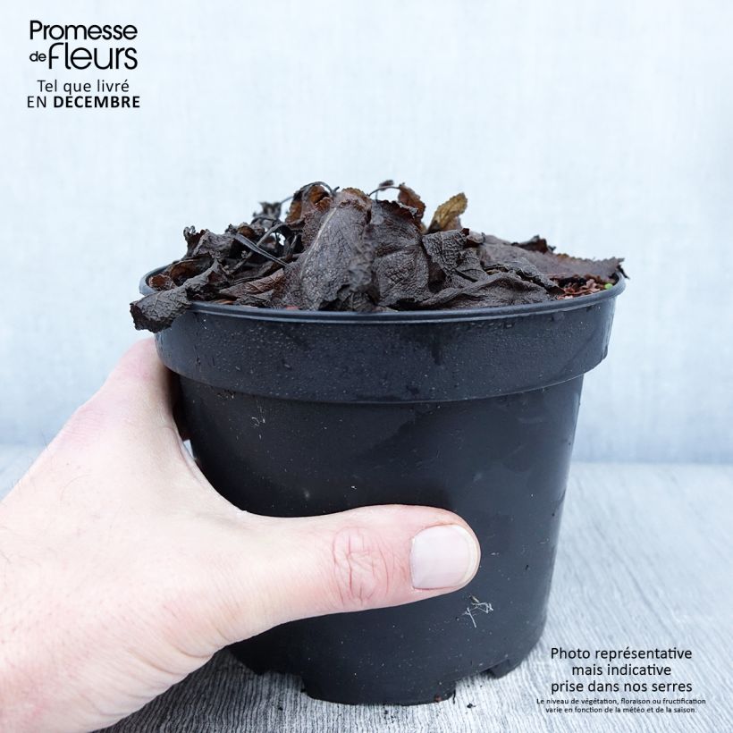 Exemplaar van Sauge - Salvia sylvestris Rhapsody in Blue Pot de 2L/3L zoals geleverd in de herfst