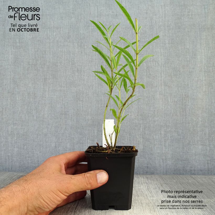 Exemplaar van Salvia uliginosa African Skies - Moerassalie Kweekpotje van 8/9 cm zoals geleverd in de herfst