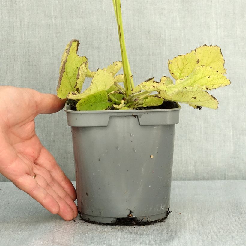 Exemplaar van Salvia sclarea - Scharlei Pot van 1,5 l/2 l zoals geleverd in de zomer