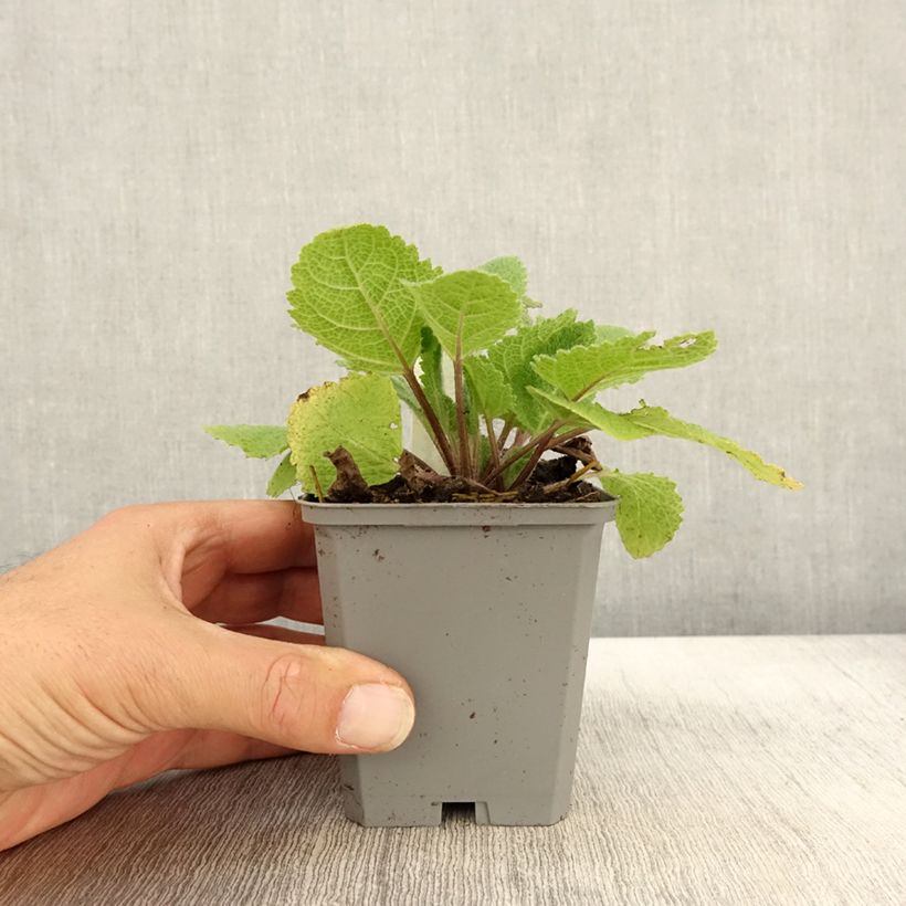 Exemplaar van Salvia sclarea Vatican White - Scharlei Kweekpotje van 8/9 cm zoals geleverd in de herfst