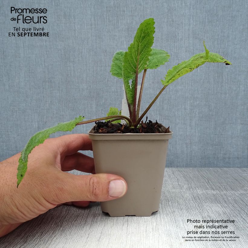 Exemplaar van Salvia sclarea Vatican White - Scharlei Kweekpotje van 8/9 cm zoals geleverd in de zomer