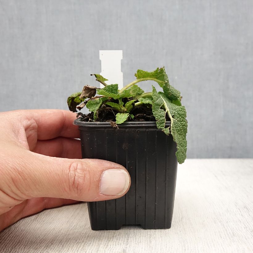 Exemplaar van Sauge Spires Snow Kiss - Salvia hybrida Kweekpotje van 8/9 cm zoals geleverd in de lente