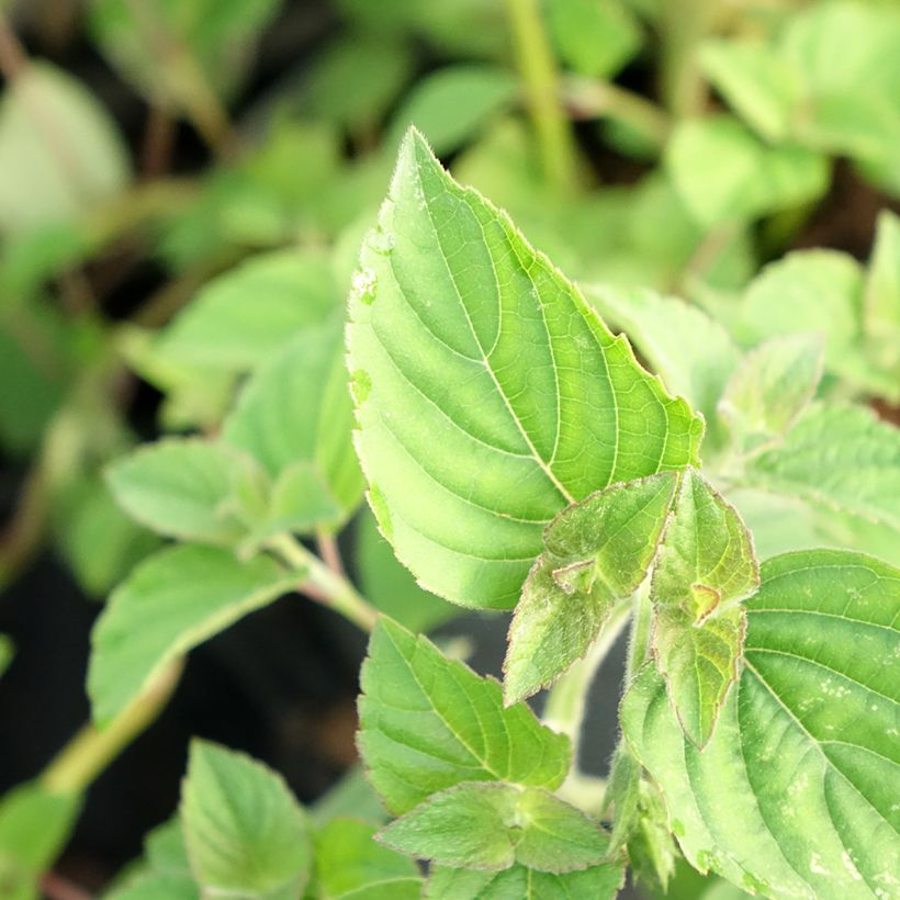 Ananassalie Tangerine  - Salvia elegans (Blad)