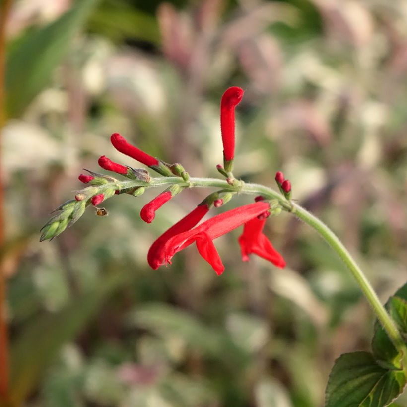 Ananassalie Tangerine  - Salvia elegans (Bloei)