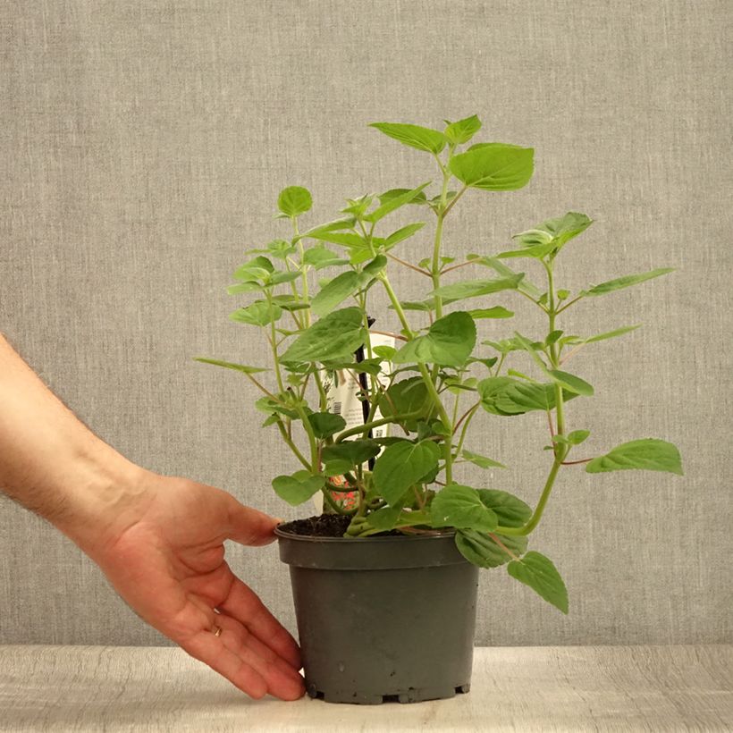 Exemplaar van Ananassalie Tangerine  - Salvia elegans Pot van 1,5 l/2 l zoals geleverd in de zomer