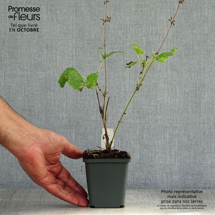 Exemplaar van Salvia verticillata Purple Rain - Kranssalie Kweekpotje van 8/9 cm zoals geleverd in de herfst