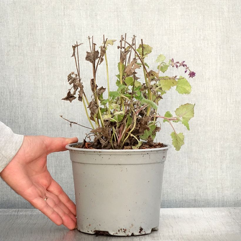 Exemplaar van Sauge verticillée - Salvia verticillata Purple Rain Pot de 3L/4L zoals geleverd in de herfst
