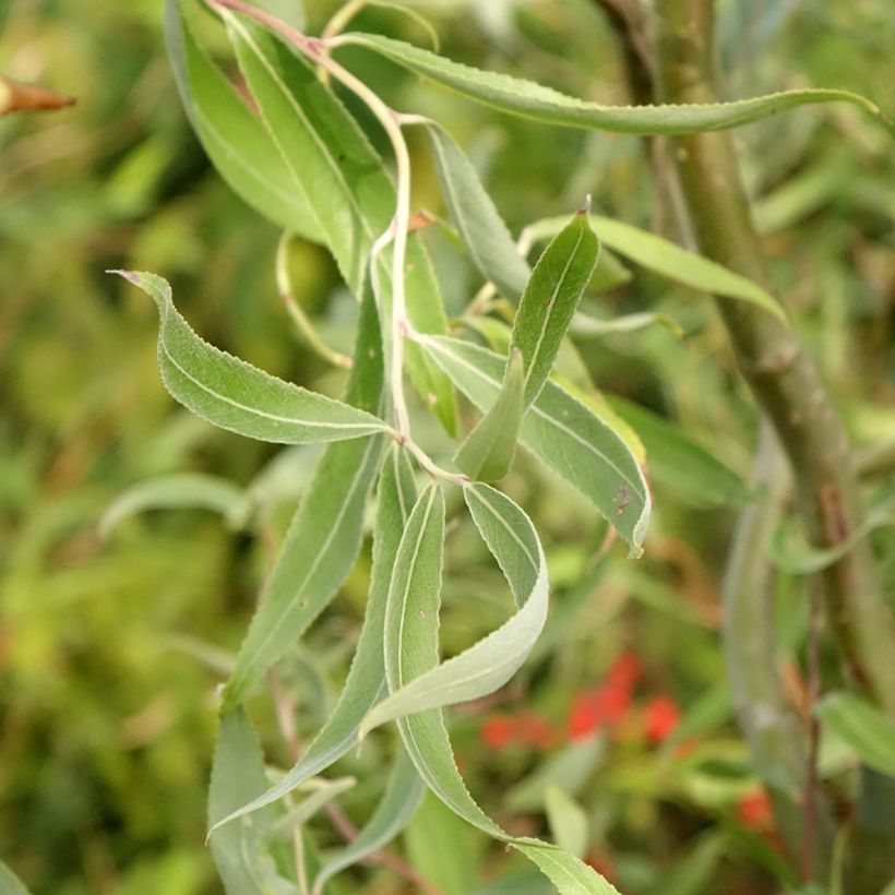 Salix alba Darts Snake - Schietwilg (Blad)