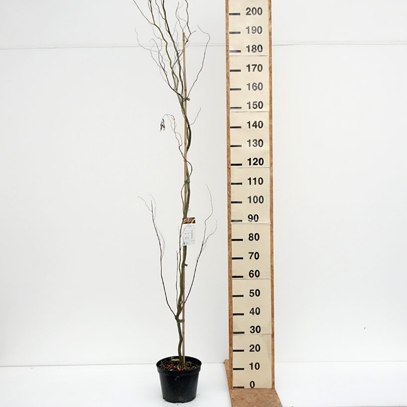 Exemplaar van Salix alba Darts Snake - Schietwilg Pot van 4 l/5 l zoals geleverd in de herfst