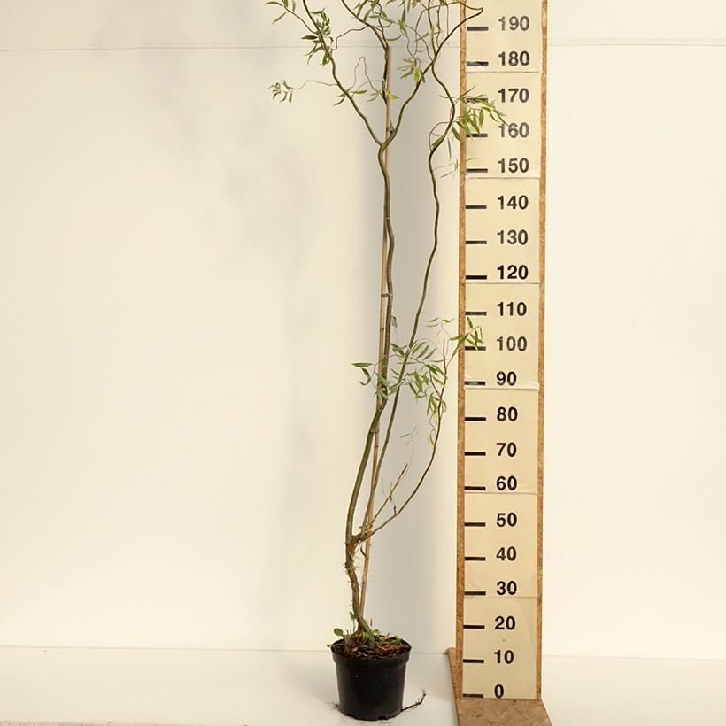 Exemplaar van Salix alba Darts Snake - Schietwilg Pot van 4 l/5 l zoals geleverd in de zomer