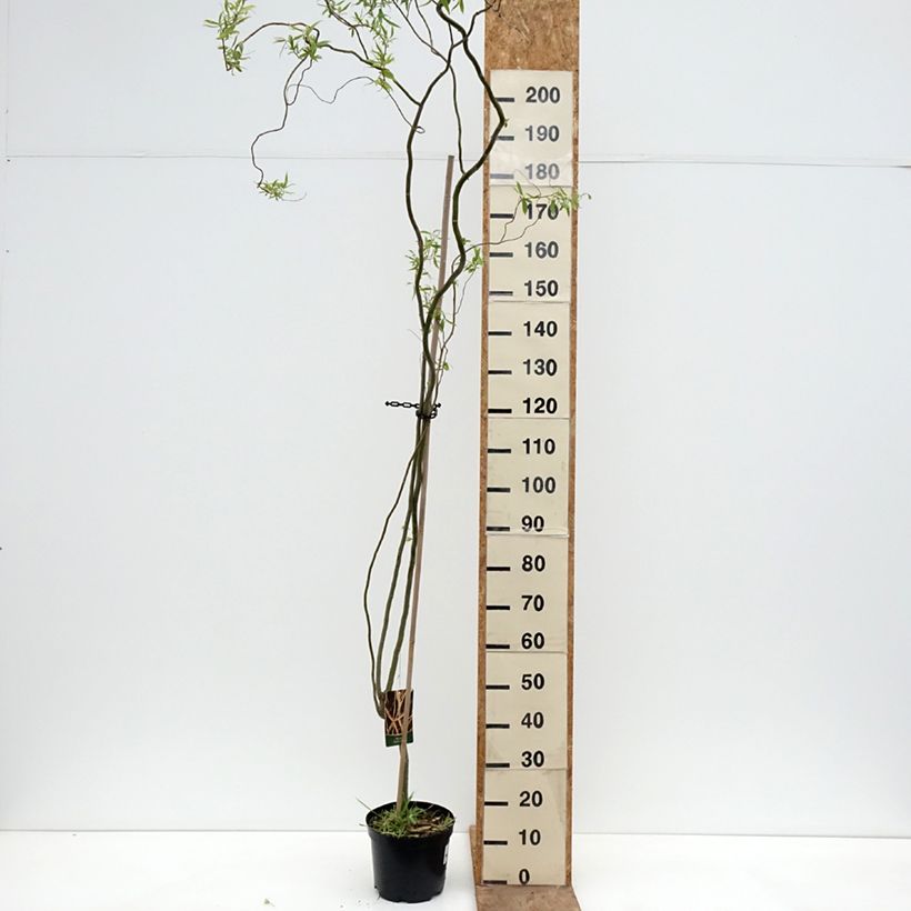 Exemplaar van Salix alba Darts Snake - Schietwilg Pot van 4 l/5 l zoals geleverd in de lente