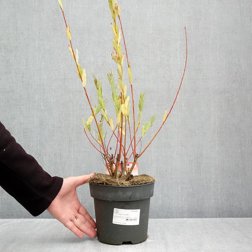 Exemplaar van Salix integra Flamingo - Bonte wilg Pot van 2 l/3 l zoals geleverd in de herfst