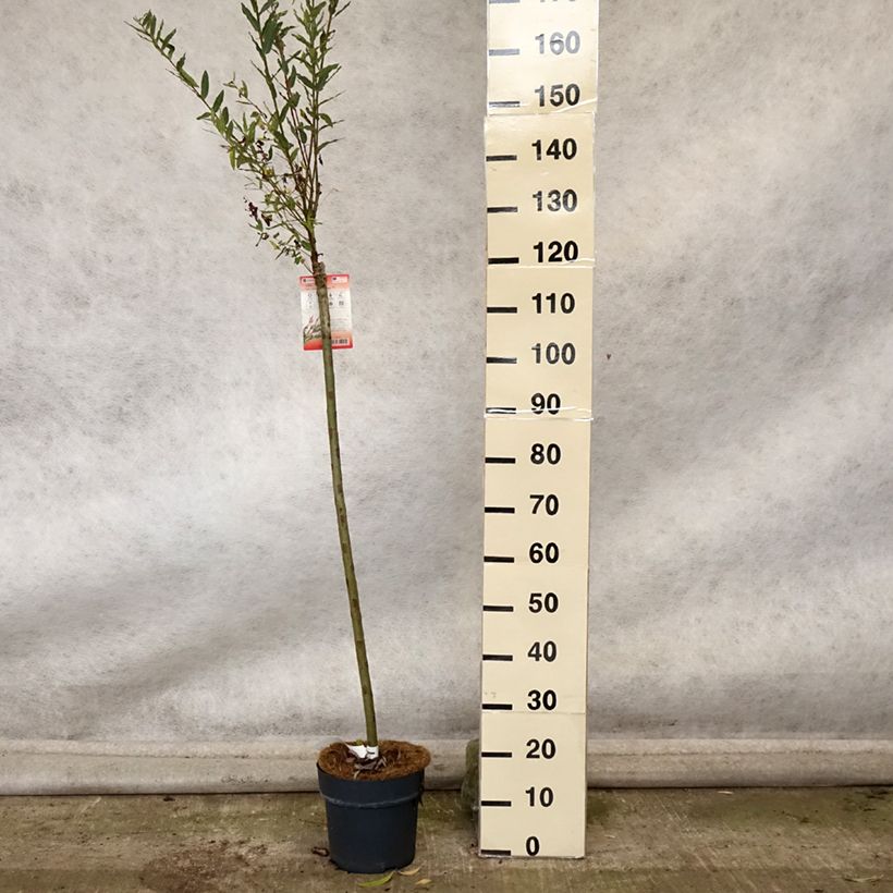 Exemplaar van Salix integra Flamingo - Bonte wilg Pot van 4 l/5 l zoals geleverd in de herfst