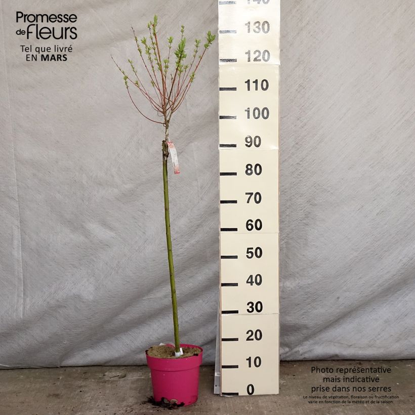 Example of Salix integra Flamingo - Bonte wilg Pot van 4 l/5 l as you get in printemps