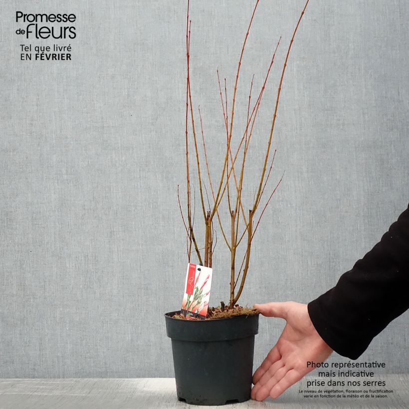 Exemplaar van Saule crevette - Salix integra Flamingo Pot de 2L/3L zoals geleverd in de winter