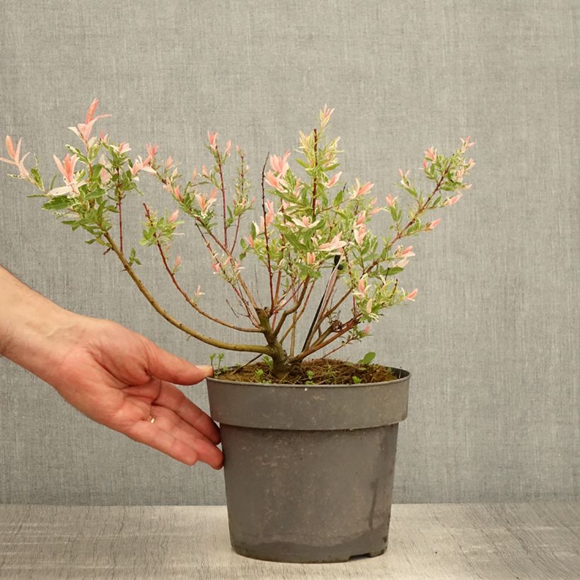 Example of Salix integra Flamingo - Bonte wilg Pot van 2 l/3 l as you get in printemps