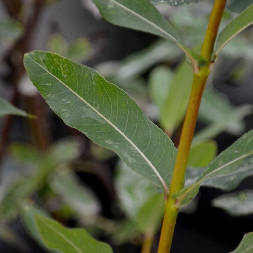 Salix integra Hakuro Nishiki - Bonte wilg (Blad)