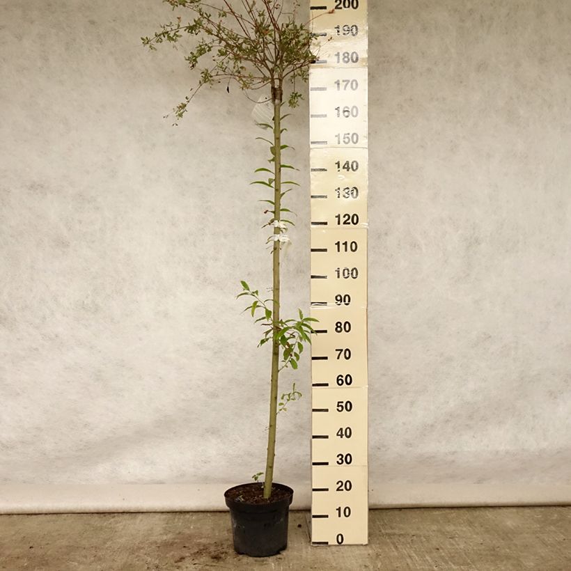 Exemplaar van Salix integra Hakuro Nishiki - Bonte wilg Pot van 7,5 l/10 l, Stengel zoals geleverd in de zomer