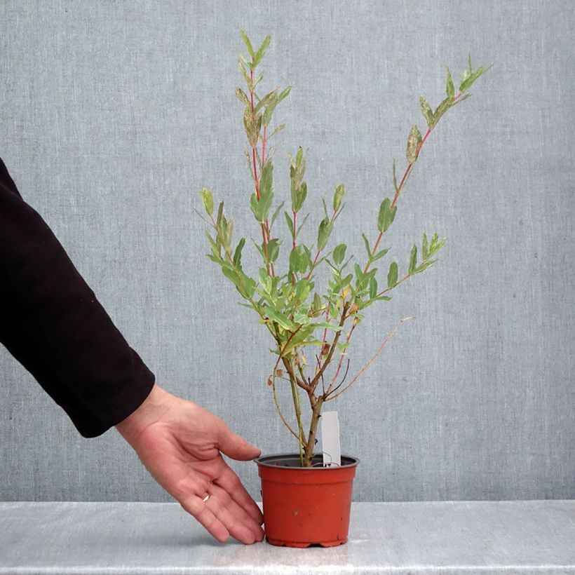 Exemplaar van Salix integra Hakuro Nishiki - Bonte wilg Pot van 10 cm/11 cm zoals geleverd in de herfst