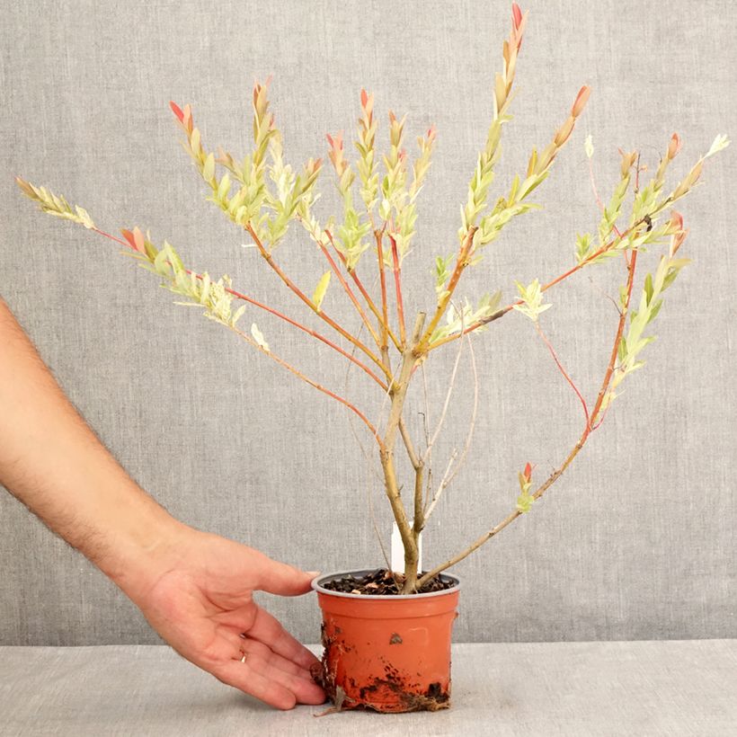 Exemplaar van Salix integra Hakuro Nishiki - Bonte wilg Pot van 10 cm/11 cm zoals geleverd in de zomer