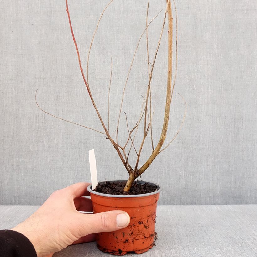 Exemplaar van Saule crevette - Salix integra Hakuro Nishiki Pot de 10 cm/11cm zoals geleverd in de winter