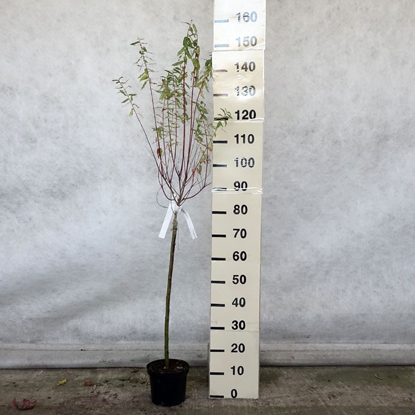Exemplaar van Salix integra Hakuro Nishiki - Bonte wilg Pot van 2 l/3 l, Stengel zoals geleverd in de herfst
