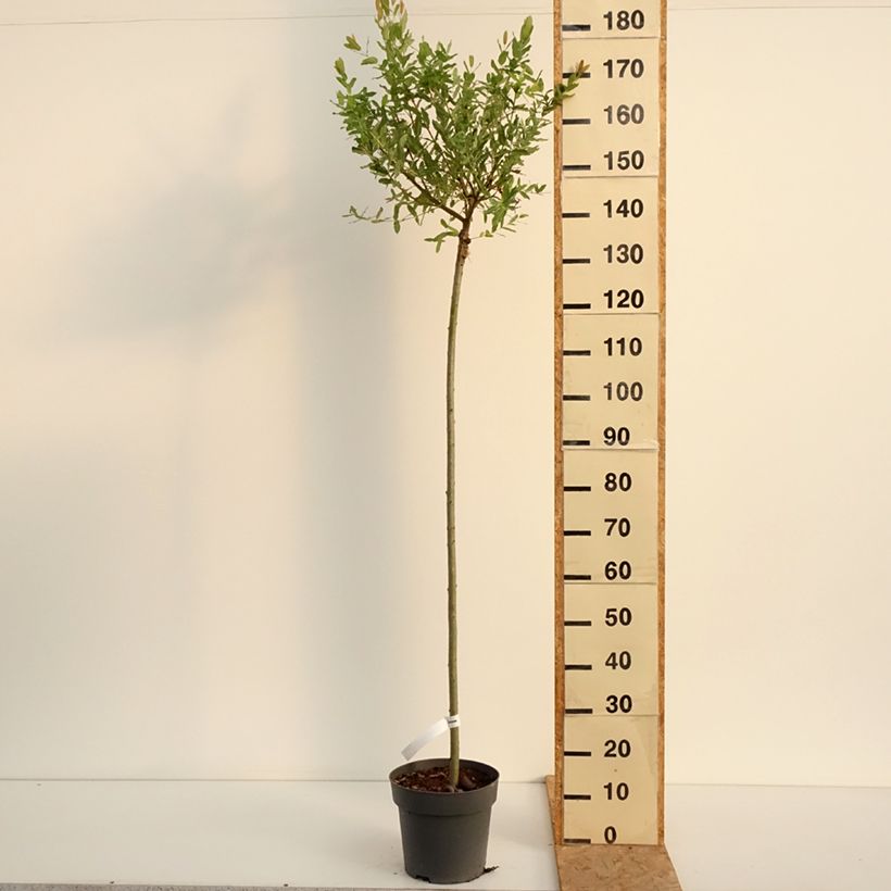 Exemplaar van Salix integra Hakuro Nishiki - Bonte wilg Pot van 4 l/5 l, Stengel zoals geleverd in de zomer
