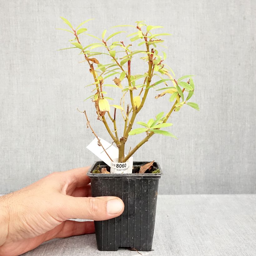 Exemplaar van Salix sachalinensis Golden Sunshine - Bandwilg Kweekpotje van 8/9 cm zoals geleverd in de herfst