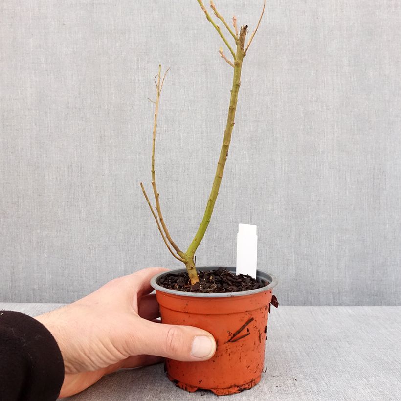 Exemplaar van Salix sachalinensis Golden Sunshine - Bandwilg Kweekpotje van 8/9 cm zoals geleverd in de winter