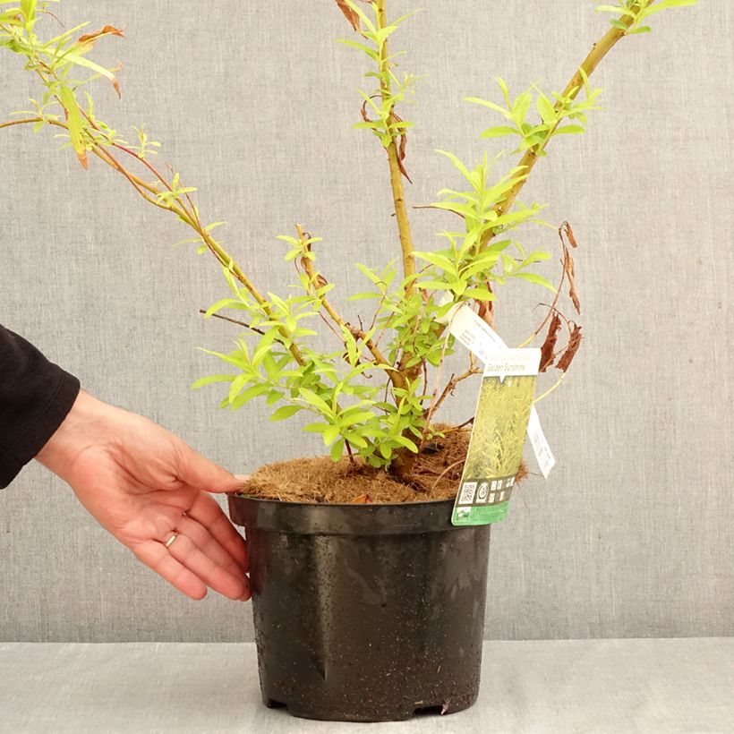 Exemplaar van Salix sachalinensis Golden Sunshine - Bandwilg Pot van 4 l/5 l zoals geleverd in de herfst