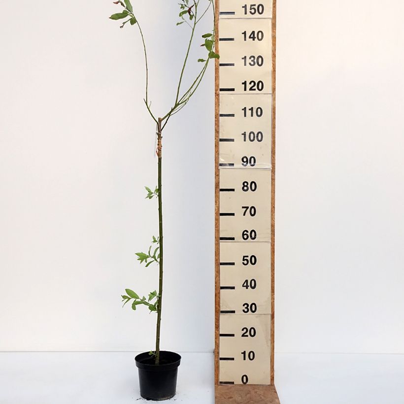 Exemplaar van Salix gracilistyla Melanostachys - Katjeswilg Pot van 3 l/4 l, Stengel zoals geleverd in de herfst