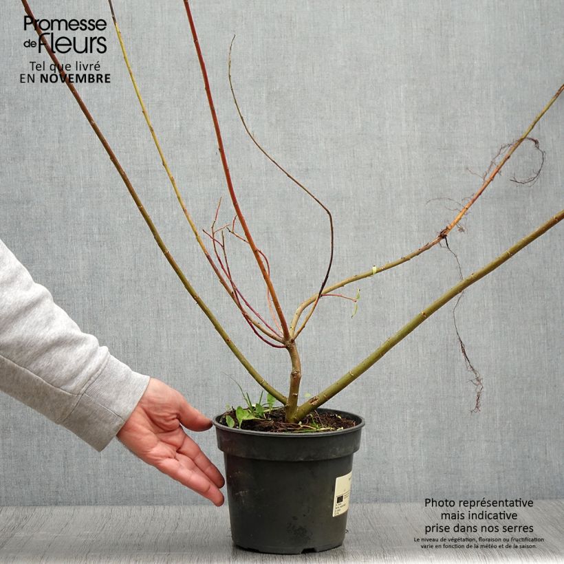 Exemplaar van Salix gracilistyla - Katjeswilg Pot van 3 l/4 l zoals geleverd in de herfst