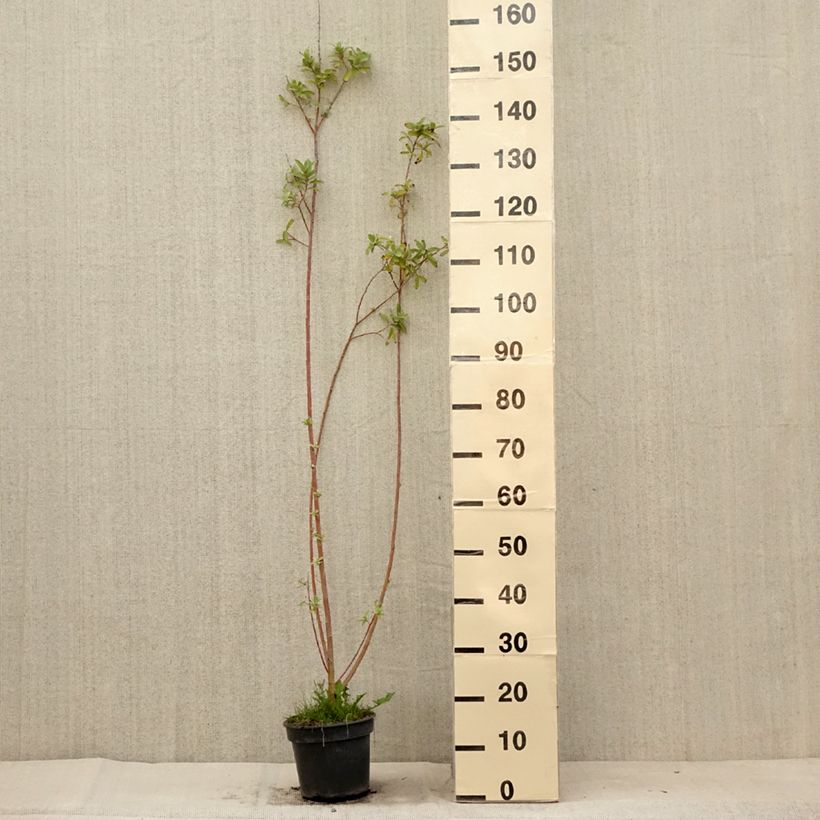 Exemplaar van Salix gracilistyla - Katjeswilg Pot van 3 l/4 l zoals geleverd in de zomer