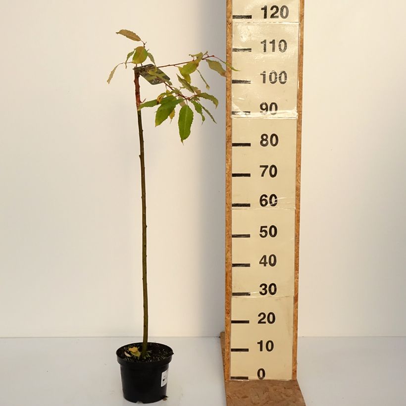 Example of Salix caprea Ogon - Boswilg Pot van 3 l/4 l, Stengel as you get in automne