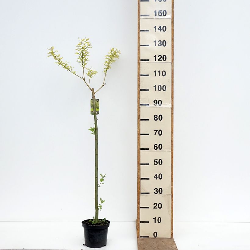 Exemplaar van Salix caprea Ogon - Boswilg Pot van 3 l/4 l, Stengel zoals geleverd in de lente