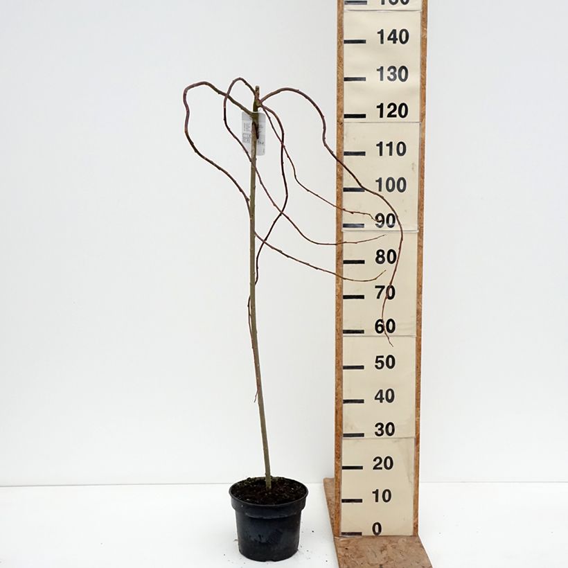 Example of Salix caprea Curly Locks - Boswilg Pot van 4 l/5 l, Stengel as you get in hiver